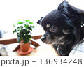 窓の前でチワワ 136934248