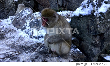 長野県の地獄谷野猿公苑の冬の猿 136934479