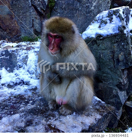 長野県の地獄谷野猿公苑の冬の猿 長野県の地獄谷野猿公苑の冬の猿 136934481