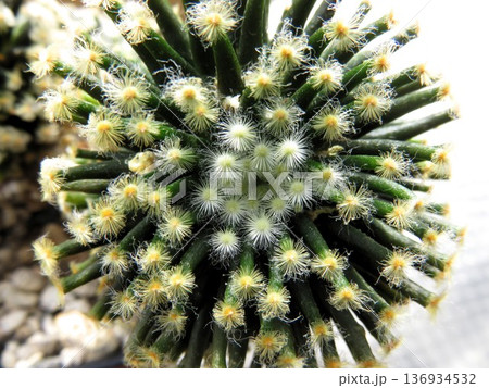 花火のようなサボテン 花火のようなサボテン 136934532