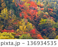 照葉峡を彩る紅葉 136934535