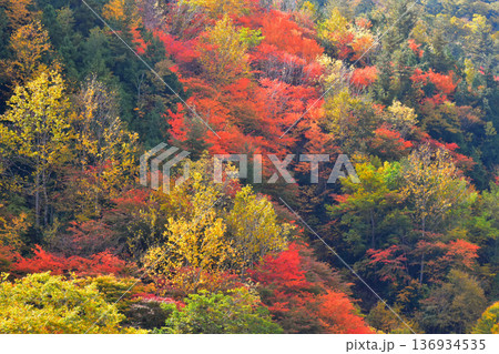 照葉峡を彩る紅葉 136934535