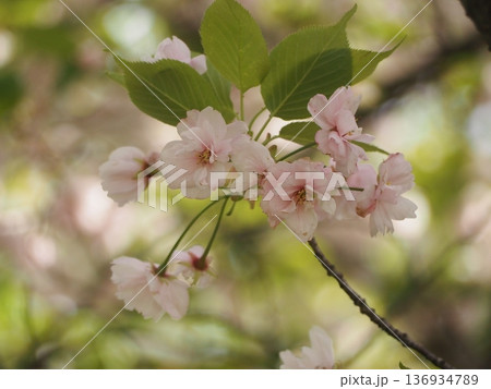 春の花 桜 イチヨウ 春の花 桜 イチヨウ 136934789