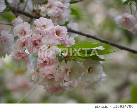 春の花 桜 イチヨウ 春の花 桜 イチヨウ 136934790