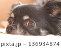 アップのチワワ 136934874
