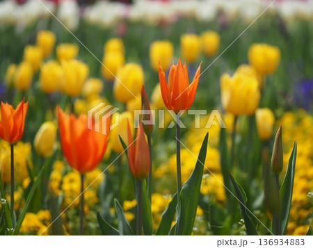 ユリ咲きのチューリップ　バレリーナ 136934883