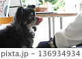 おやつを食べるチワワ 136934934