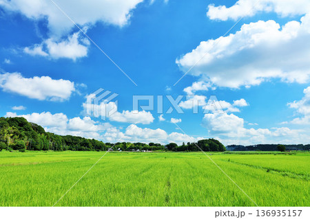 夏の青空と新緑の田んぼ風景 夏の青空と新緑の田んぼ風景 136935157