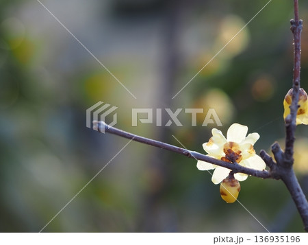 春の花 ソシンロウバイの黄色い花 春の花 ソシンロウバイの黄色い花 136935196