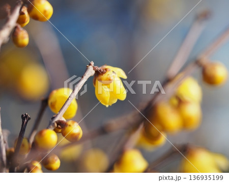 春の花 ソシンロウバイの黄色い花 春の花 ソシンロウバイの黄色い花 136935199