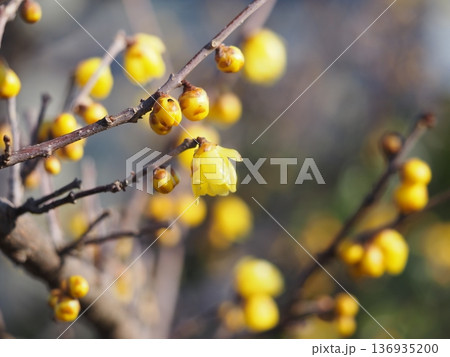春の花 ソシンロウバイの黄色い花 春の花 ソシンロウバイの黄色い花 136935200