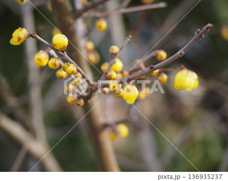 春の花 ソシンロウバイの黄色い花 春の花 ソシンロウバイの黄色い花 136935237