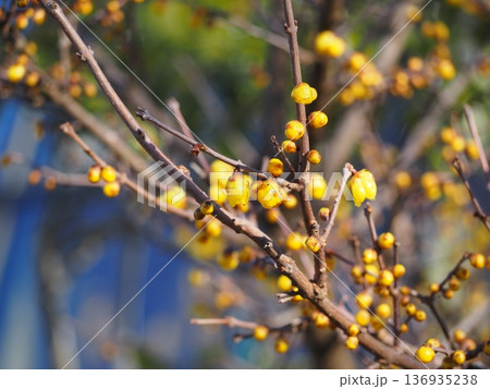 春の花 ソシンロウバイの黄色い花 春の花 ソシンロウバイの黄色い花 136935238