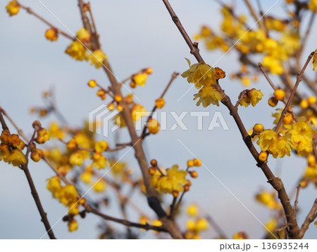 春の花 ソシンロウバイの黄色い花 春の花 ソシンロウバイの黄色い花 136935244