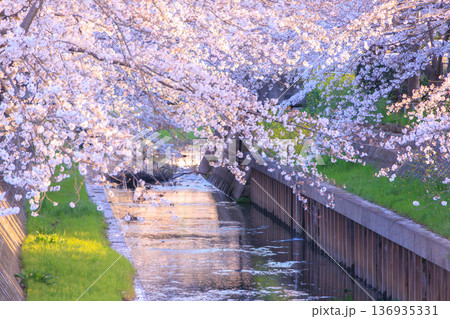 満開の鴻沼川の桜 136935331