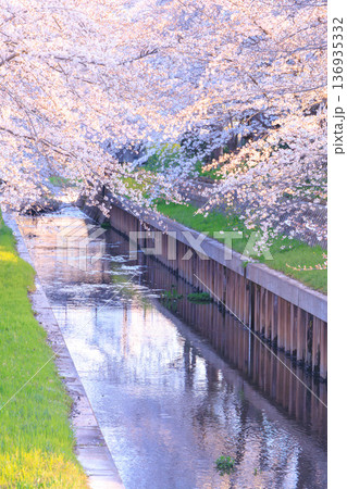 満開の鴻沼川の桜 満開の鴻沼川の桜 136935332