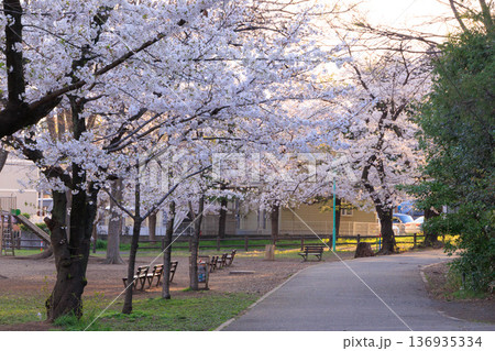 早朝の与野公園内の桜 早朝の与野公園内の桜 136935334