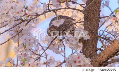 桜の蜜を吸うヒヨドリ 136935345