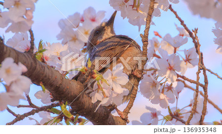 桜の蜜を吸うヒヨドリ 136935348