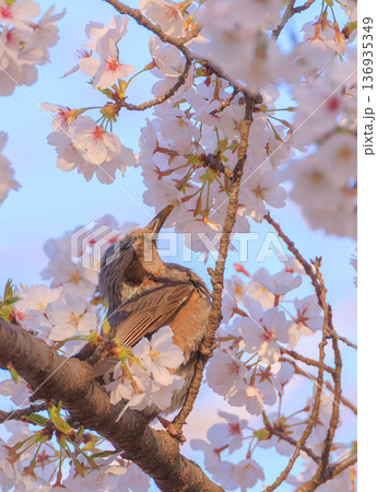 桜の蜜を吸うヒヨドリ 桜の蜜を吸うヒヨドリ 136935349