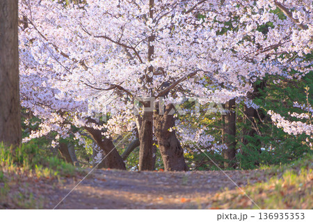満開の与野公園の桜 満開の与野公園の桜 136935353