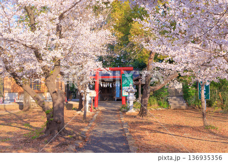 満開の桜と与野公園天祖神社 満開の桜と与野公園天祖神社 136935356