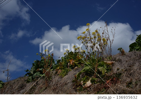 青空と菜の花 青空と菜の花 136935632