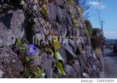 石垣に咲く花 石垣に咲く花 136935634