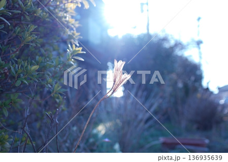 朝日に包まれた花 朝日に包まれた花 136935639