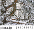 Christmas winter scene with snowy pine branches cones and wooden fence 136935672