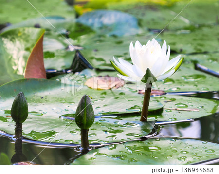 白いスイレンの花と蕾 白いスイレンの花と蕾 136935688