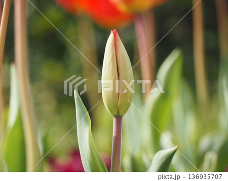 春の花 チューリップのつぼみ 春の花 チューリップのつぼみ 136935707