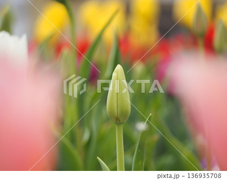 春の花 チューリップのつぼみ 春の花 チューリップのつぼみ 136935708