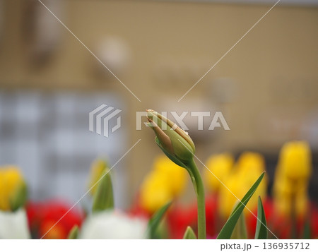 春の花 チューリップのつぼみ 春の花 チューリップのつぼみ 136935712