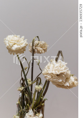 Dried white flower wilted stem faded petal delicate texture neutral background minimal style natural decay soft light vintage mood botanical art 136935729