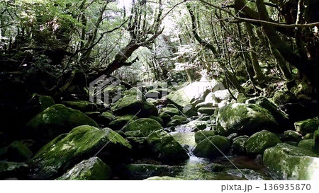 鹿児島県屋久島の苔むす森の風景 鹿児島県屋久島の苔むす森の風景 136935870