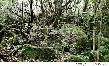 鹿児島県屋久島の苔むす森の風景 鹿児島県屋久島の苔むす森の風景 136935874