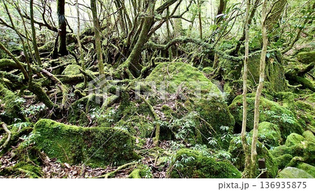 鹿児島県屋久島の苔むす森の風景 136935875