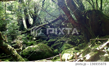 鹿児島県屋久島の苔むす森の風景 136935878