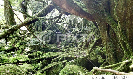 鹿児島県屋久島の苔むす森の風景 鹿児島県屋久島の苔むす森の風景 136935879