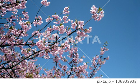 青空に映える桜 136935938