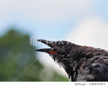 口を開いて鳴くハシボソガラス 136935953