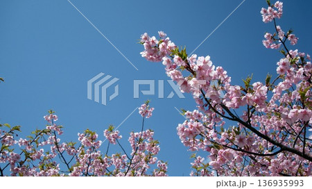 青空に映える桜 青空に映える桜 136935993
