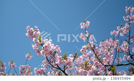 青空に映える桜 青空に映える桜 136935994