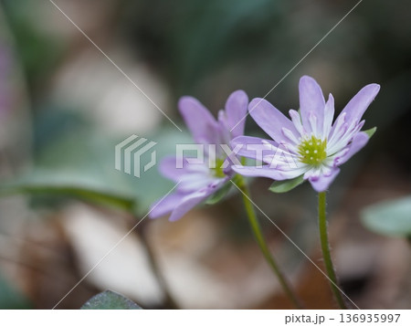 可憐な雪割草 136935997