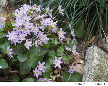 春を告げる花 紫色の雪割草 春を告げる花 紫色の雪割草 136936001
