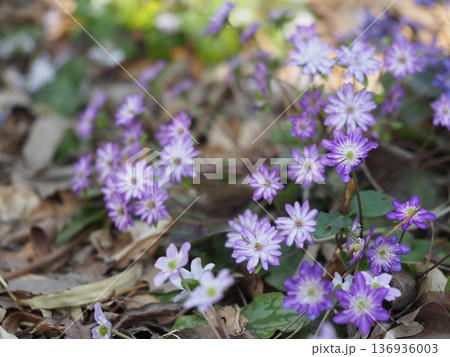 春を告げる花 紫色の雪割草 春を告げる花 紫色の雪割草 136936003