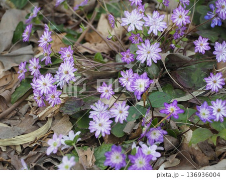 春を告げる花 紫色の雪割草 春を告げる花 紫色の雪割草 136936004