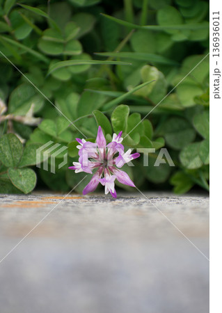 壁際に咲くレンゲソウの花 壁際に咲くレンゲソウの花 136936011
