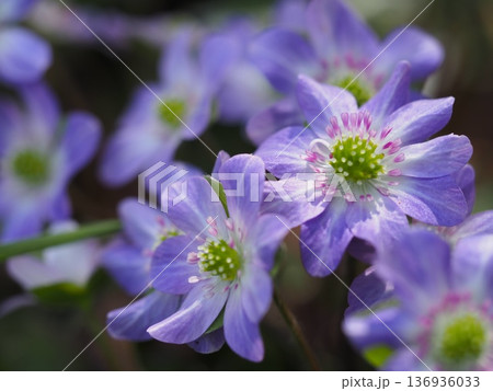 春を告げる花　紫色の雪割草	 136936033